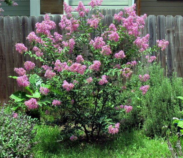 Lagerstroemia, Crape Myrtle, Crepe Myrtle Lipan
