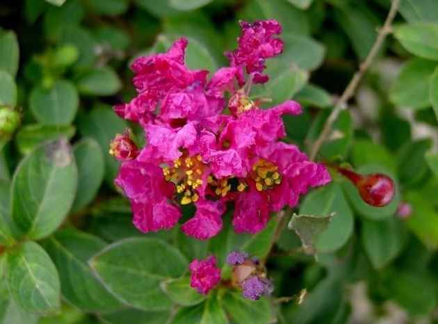 Lagerstroemia, Crape Myrtle, Crepe Myrtle Pocomoke