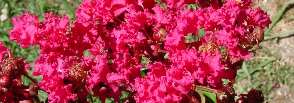 Lagerstroemia, Crape Myrtle, Crepe Myrtle Saint Emilion