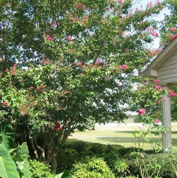 Lagerstroemia, Crape Myrtle, Crepe Myrtle Tuskegee