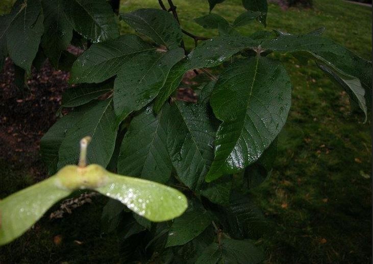 Acer Species, Nikko Maple