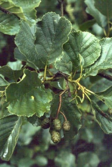 Common Alder, European Alder, Black Alder