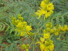 Senna Species