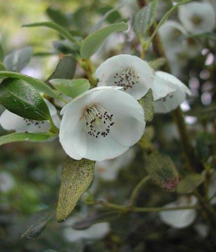 Eucryphia Species, Nirrhe