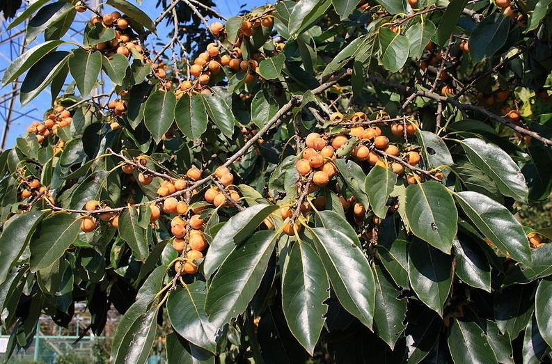 Diospyros Species, Caucasian Persimmon, Date Plum, Lilac Persimmon