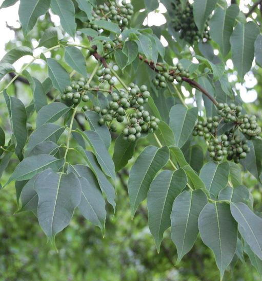 Sakhalin Corktree