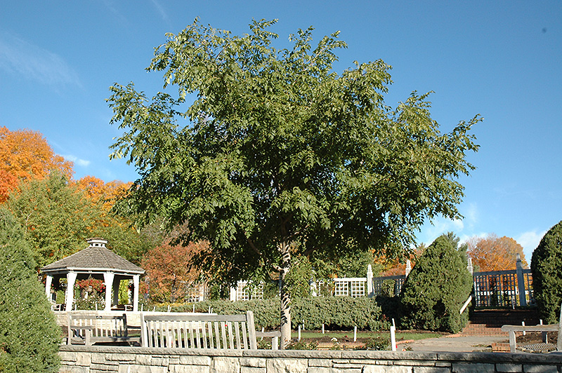 Cork Tree, Corktree His Majesty