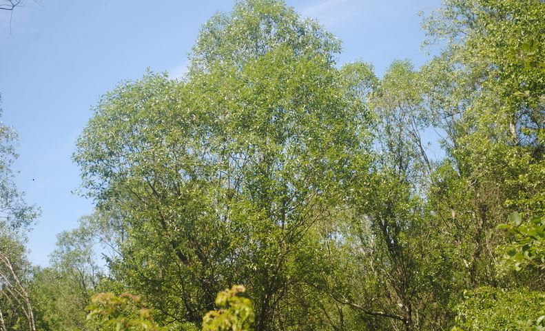 Bay Willow, Laurel Willow