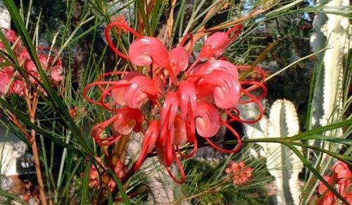 Grevillea Species