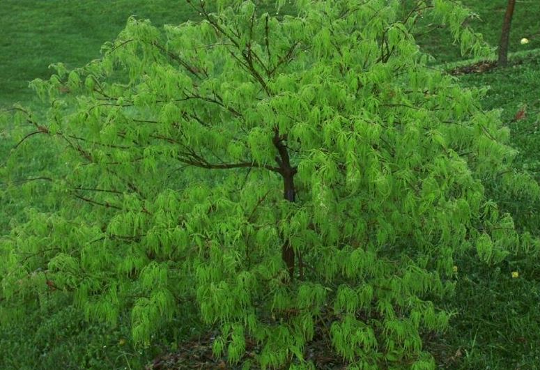 Acer, Cutleaf Japanese Maple, Threadleaf Japanese Maple Viridis