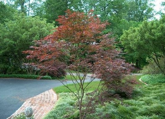 Japanese Maple Trompenburg