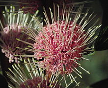 Hakea Species, Sea Urchin Hakea