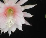 Hybrid Epiphyllum Epicactus Absintha Orchid Cactus