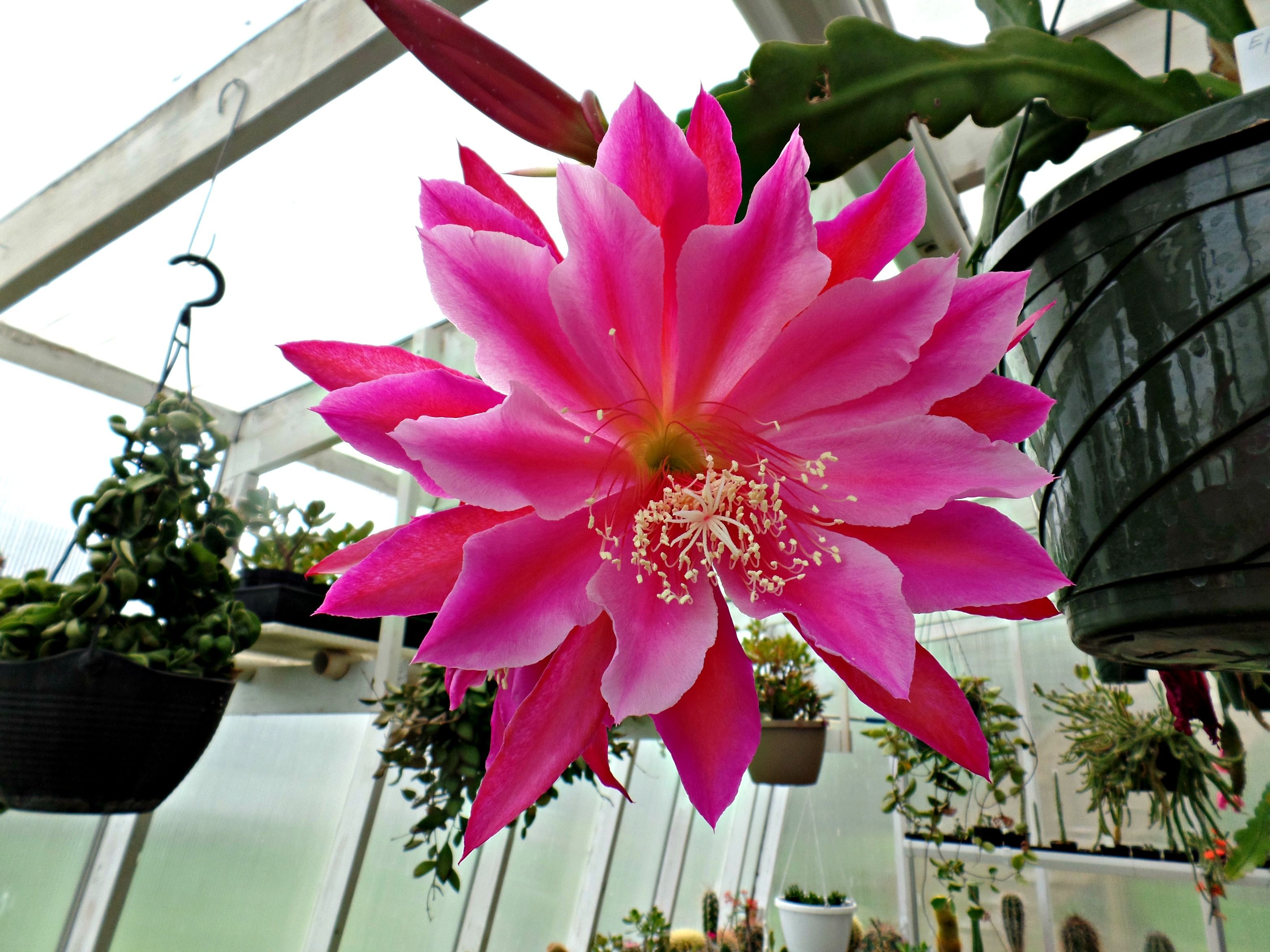 Hybrid Epiphyllum Epicactus Celeste Orchid Cactus