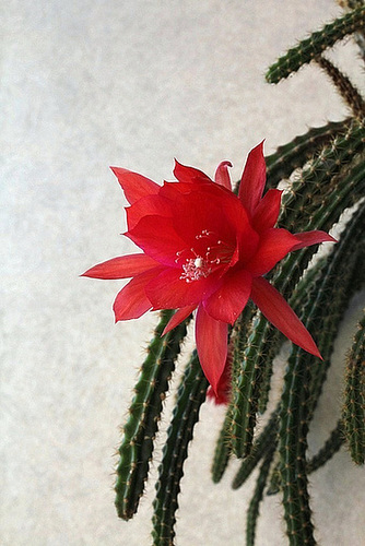 Disocactus Smithii