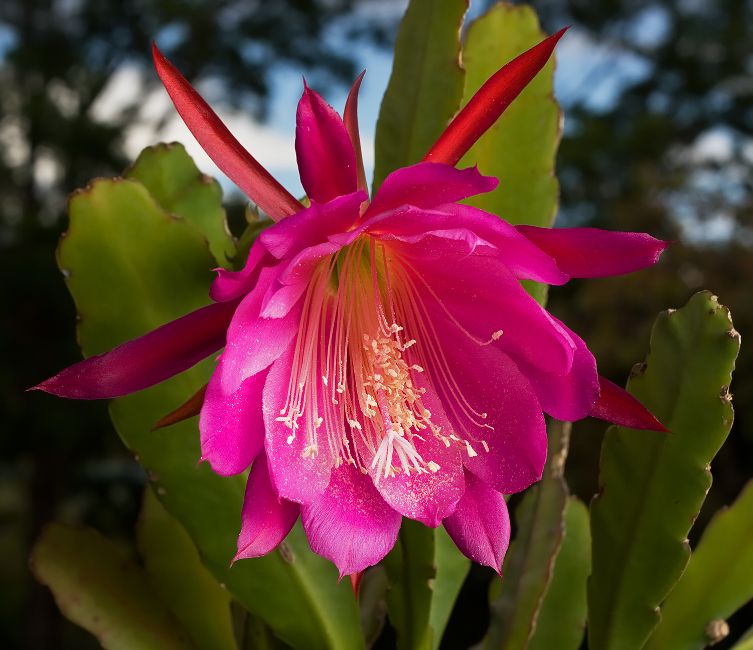 Hybrid Epiphyllum Orchid Cactus