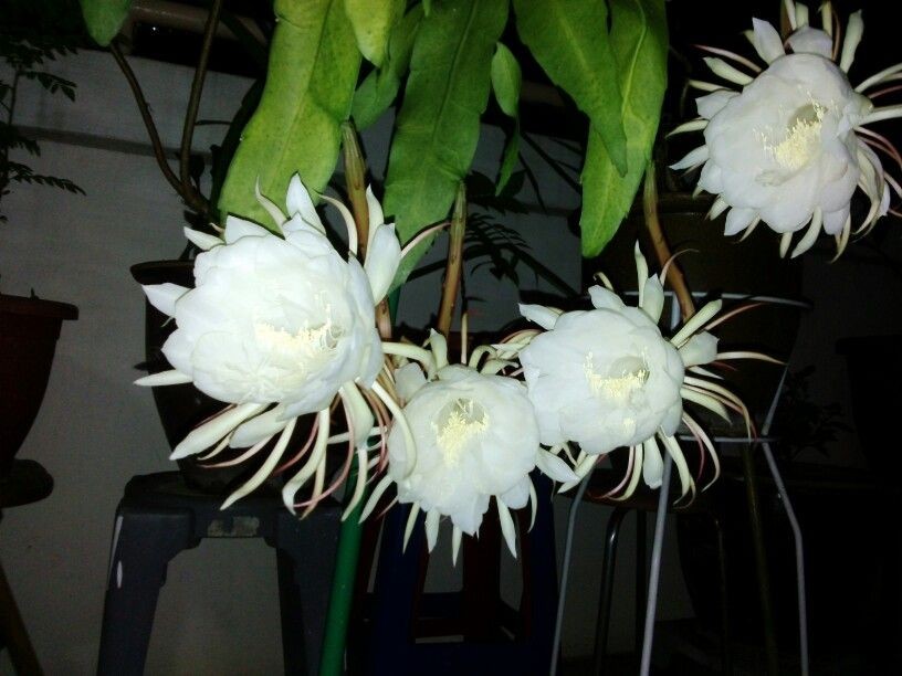Hybrid Epiphyllum Epicactus Celestial Snow Orchid Cactus