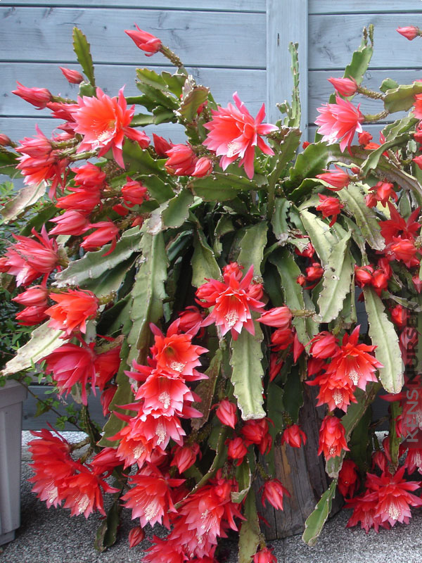 Hybrid Epiphyllum Epicactus Alcide Orchid Cactus