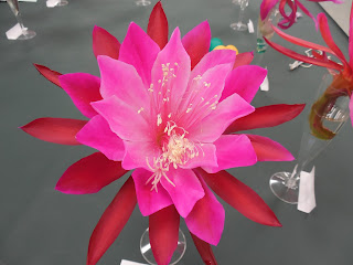 Hybrid Epiphyllum Epicactus Bing Cherry Orchid Cactus