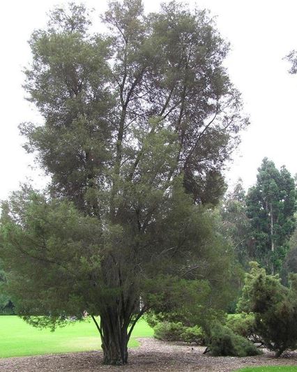 Oyster Bay Pine, Port Jackson Pine