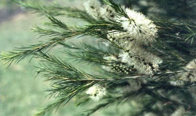 Melaleuca Species, Bracelet Honey-Myrtle, Drooping Melaleuca