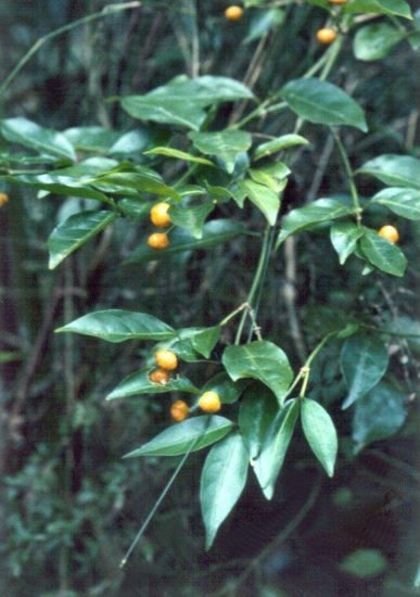 Jasmine Morinda, Sweet Morinda