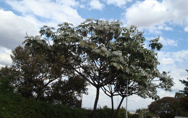 Cecropia Species, Silver Cecropia