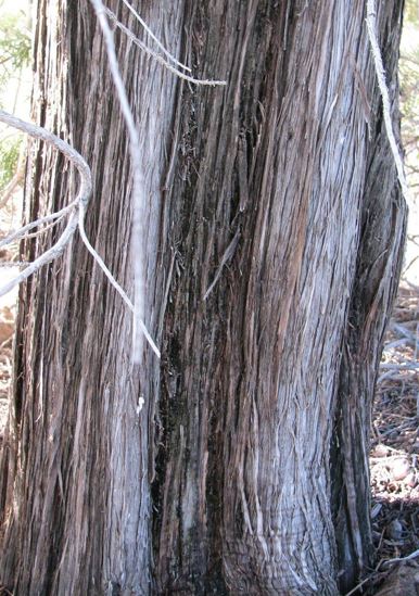 Juniperus Species, Cherrystone Juniper, One Seed Juniper, Redberry Juniper