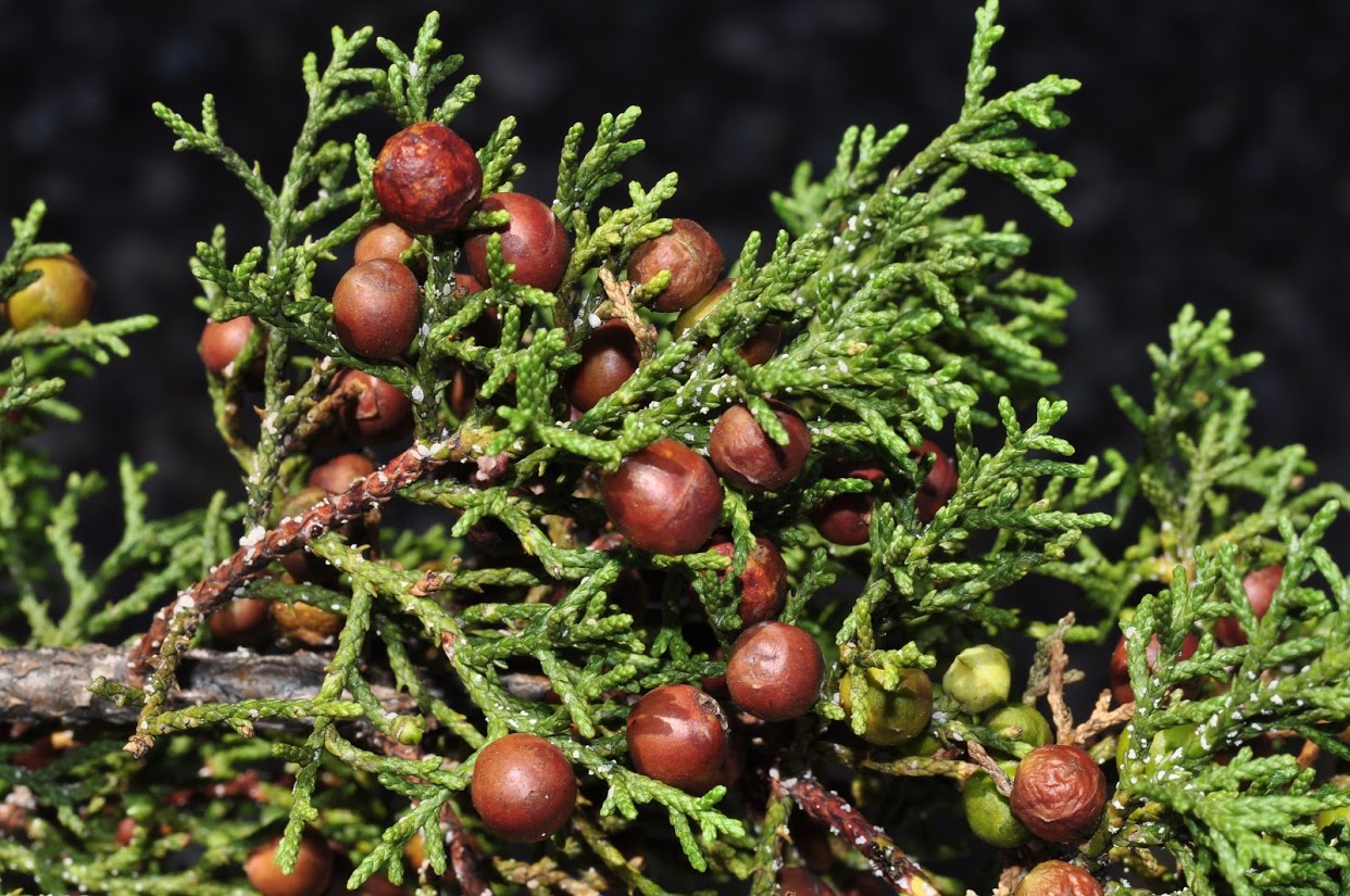 Pinchots Juniper, Redberry Juniper