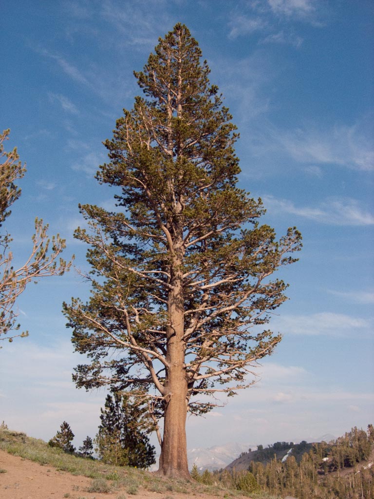 Murray Lodgepole Pine, Sierra Lodgepole Pine