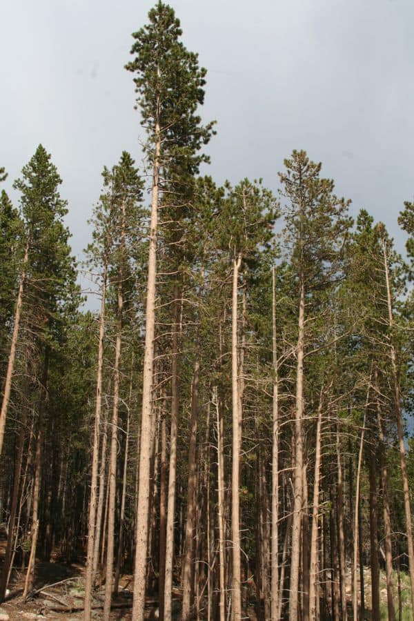 Tall Lodgepole Pine
