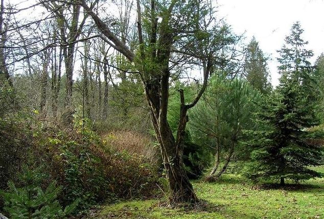 Taxus Species, Californian Yew, Pacific Yew, Western Yew
