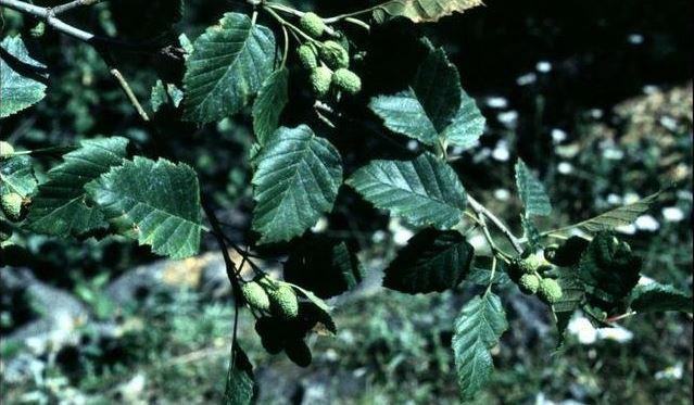Grey Alder, Mountain Alder, River Alder, Thinleaf Alder