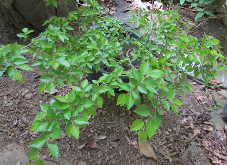 Speckled Alder, Hazel Alder