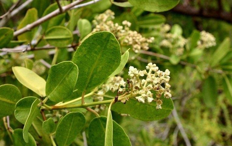 White Mangrove, White Buttonwood