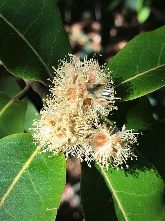 Turpentine Tree