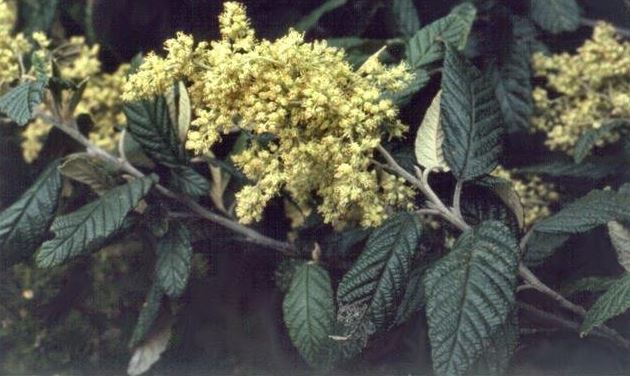 Pomaderris Species, Dogwood, Native Hazel, Tainui