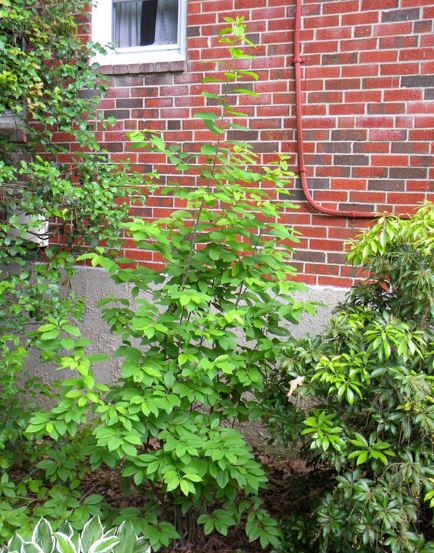 Ilex Species, Sarvis Holly, Serviceberry Holly, Swamp Holly