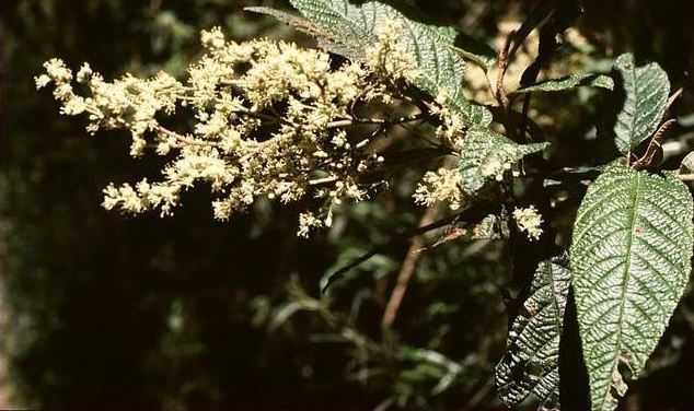 Pomaderris Species, Hazel Pomaderris