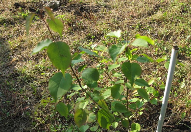 Ussurian Pear, Harbin Pear