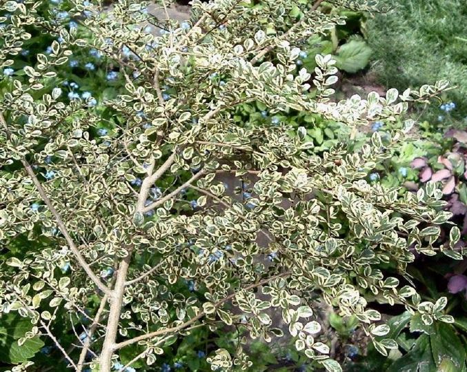 Littleleaf Azara, Variegated Boxleaf Azara, Chinchin Variegata