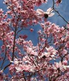 Magnolia Species, Campbells Magnolia, Himalayan Magnolia, Pink Tulip Tree
