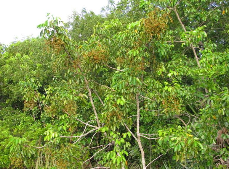 Poisonwood, Florida Poisontree, Hog Gum