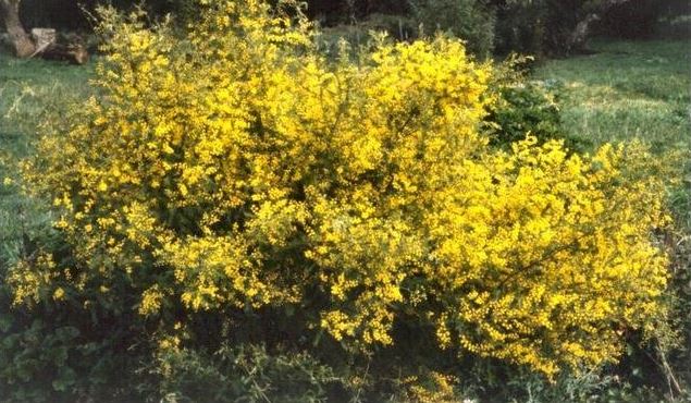 Acacia Species, West Wyalong Wattle