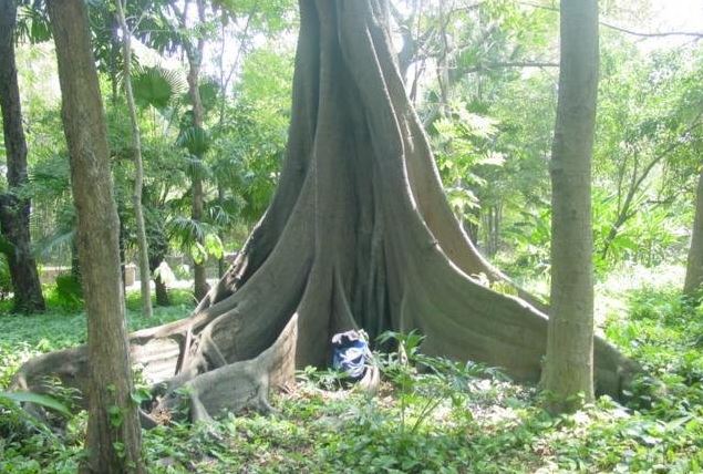Fig Tree