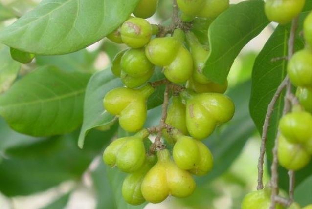 Camboata