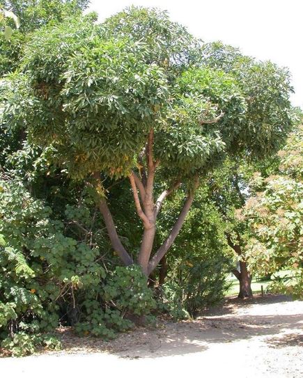 Cussonia Species, Common Cabbage Tree