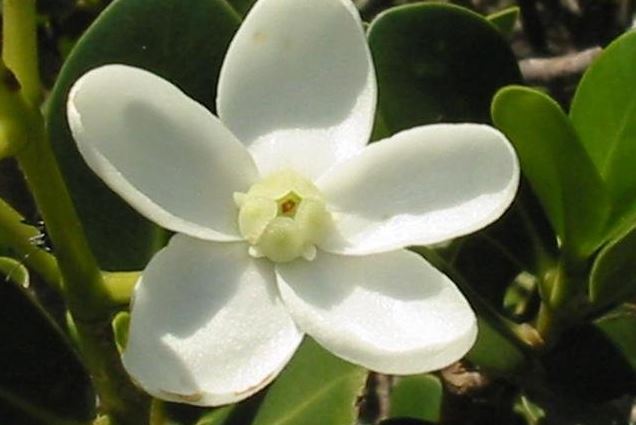 Clusia Species, Beach Mango