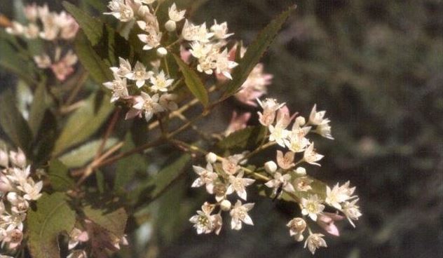 Ceratopetalum Species, Christmas Bush, New South Wales Christmas Tree