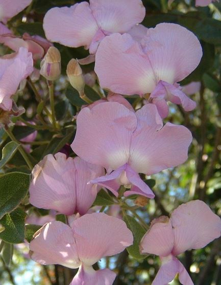 Podalyria Species, Sweet Pea Bush, Water Blossom Pea